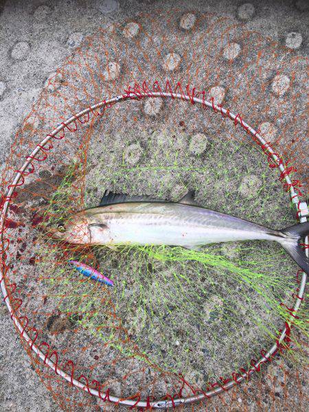 これからかな？