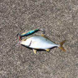 ライトショアジギング