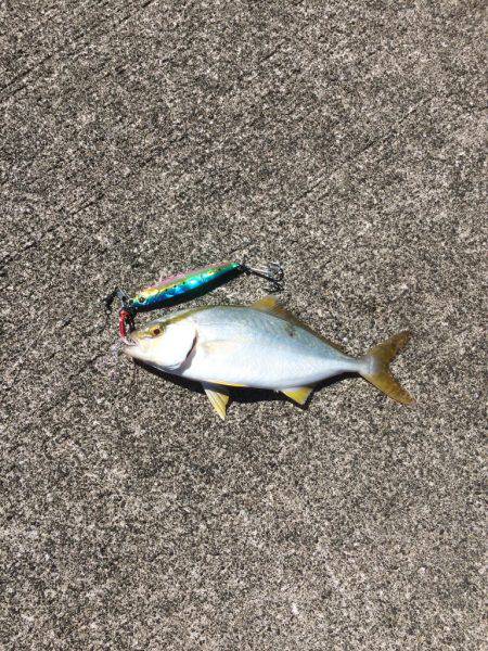 ライトショアジギング