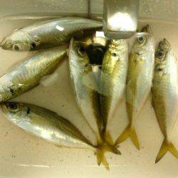 アジングレクチャー