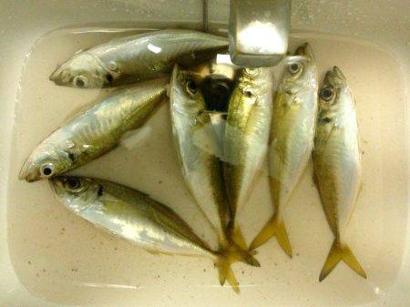 アジングレクチャー