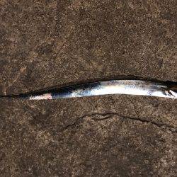 まぁまぁの釣果