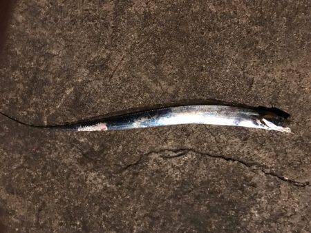 まぁまぁの釣果