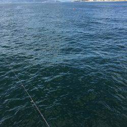 恒例のハマチからの〜アオリイカ❗️