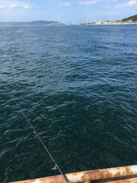 恒例のハマチからの〜アオリイカ❗️