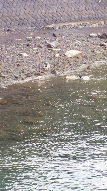 朝まずめエギング