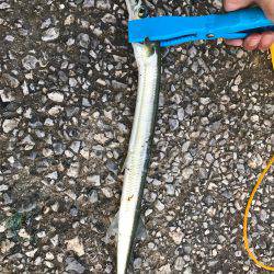 タチウオ青物調査