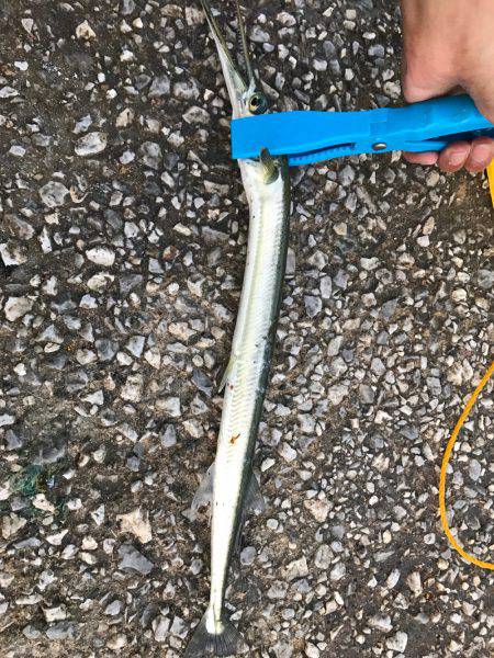 タチウオ青物調査