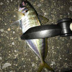 プロトアジング