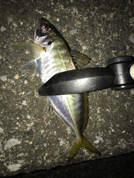 プロトアジング