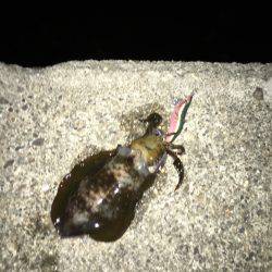 今期初秋イカナイトエギング♪