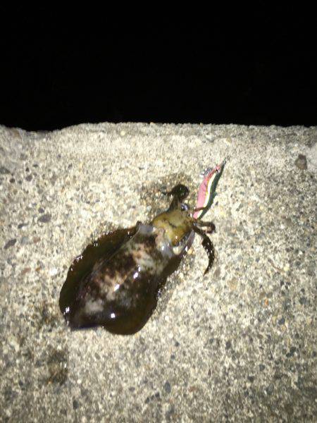 今期初秋イカナイトエギング♪