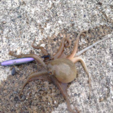 垂水漁港でエギング！！