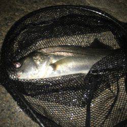 淀川シーバス 秋の気配