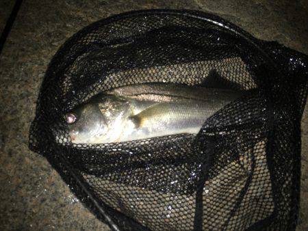 淀川シーバス 秋の気配