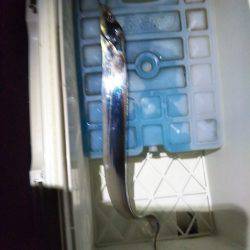 タチウオワインド調査