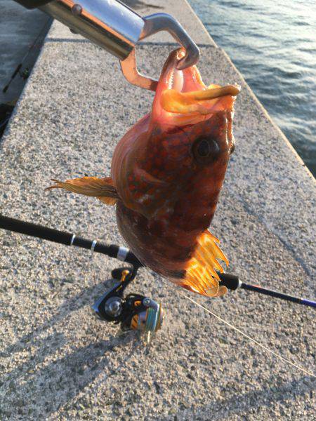 初めてのエギング