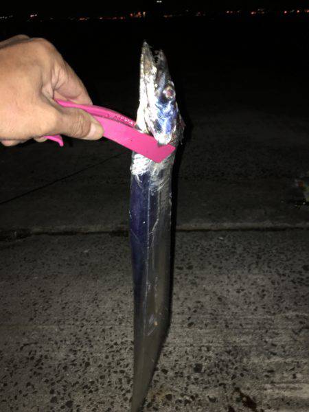 サビキ後のタチウオデビュー！