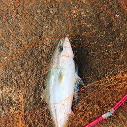 ショアジギシーズン最高！