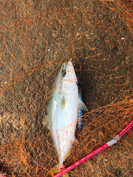 ショアジギシーズン最高！