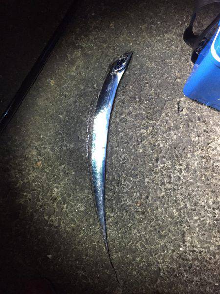 一年ぶりの食品コンビナート