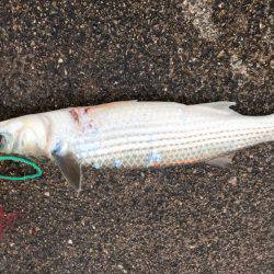 ひさびさの釣果