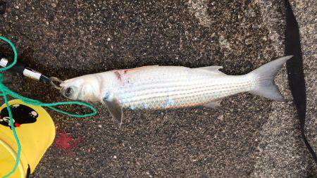 ひさびさの釣果