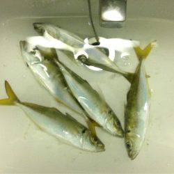 ダッシュ de アジング