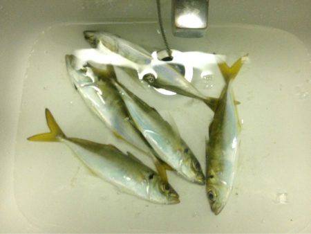 ダッシュ de アジング