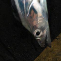 食べる分だけ釣行