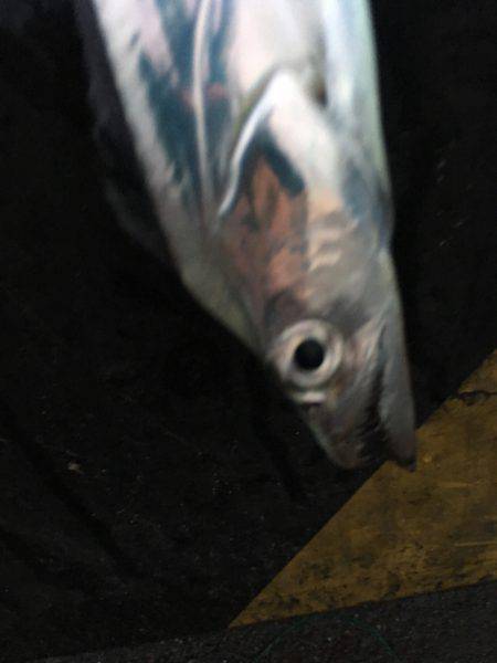 食べる分だけ釣行