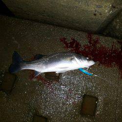 ナイトシーバス