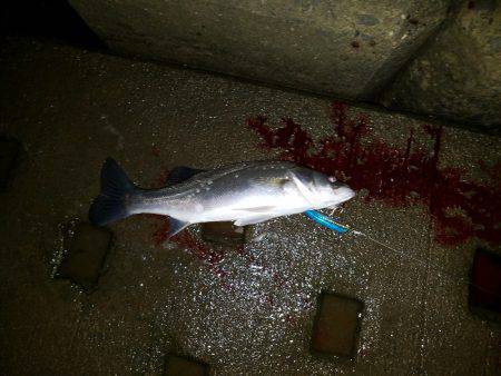 ナイトシーバス