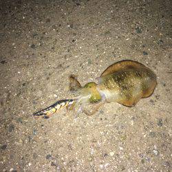 初場所ライトエギング