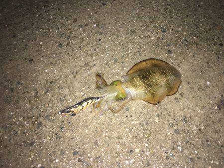 初場所ライトエギング