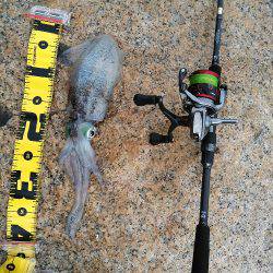 アオリイカエギング