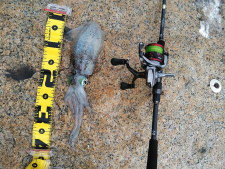 アオリイカエギング