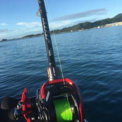 雨上がりの早朝新宮港でオオモンハタ