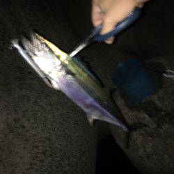 ミノーとトップでサゴハマチ(‘0’)/