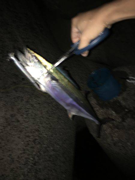 ミノーとトップでサゴハマチ(‘0’)/