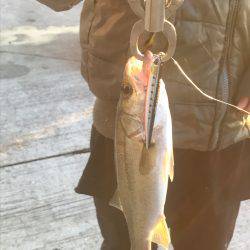 子供とシーバス釣り