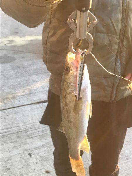 子供とシーバス釣り
