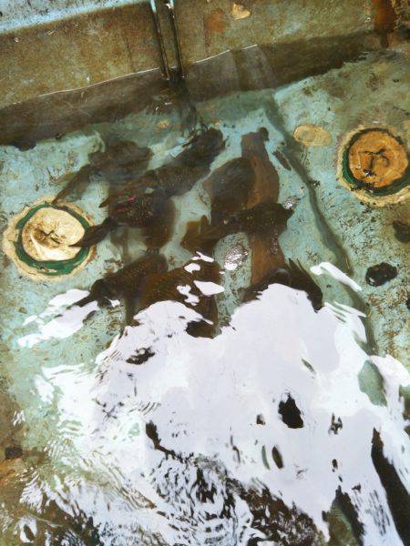 ティップラン開幕