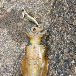 サーフエギング