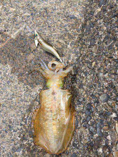 サーフエギング