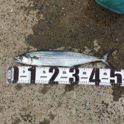 タチウオ小さい