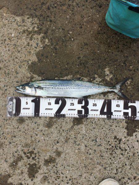 タチウオ小さい