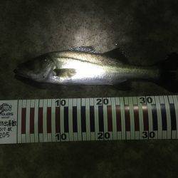 エギング失敗からのシーバス