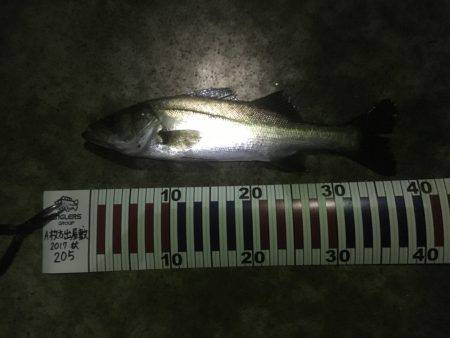 エギング失敗からのシーバス