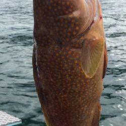 マイボートでタイラバ、ジギング